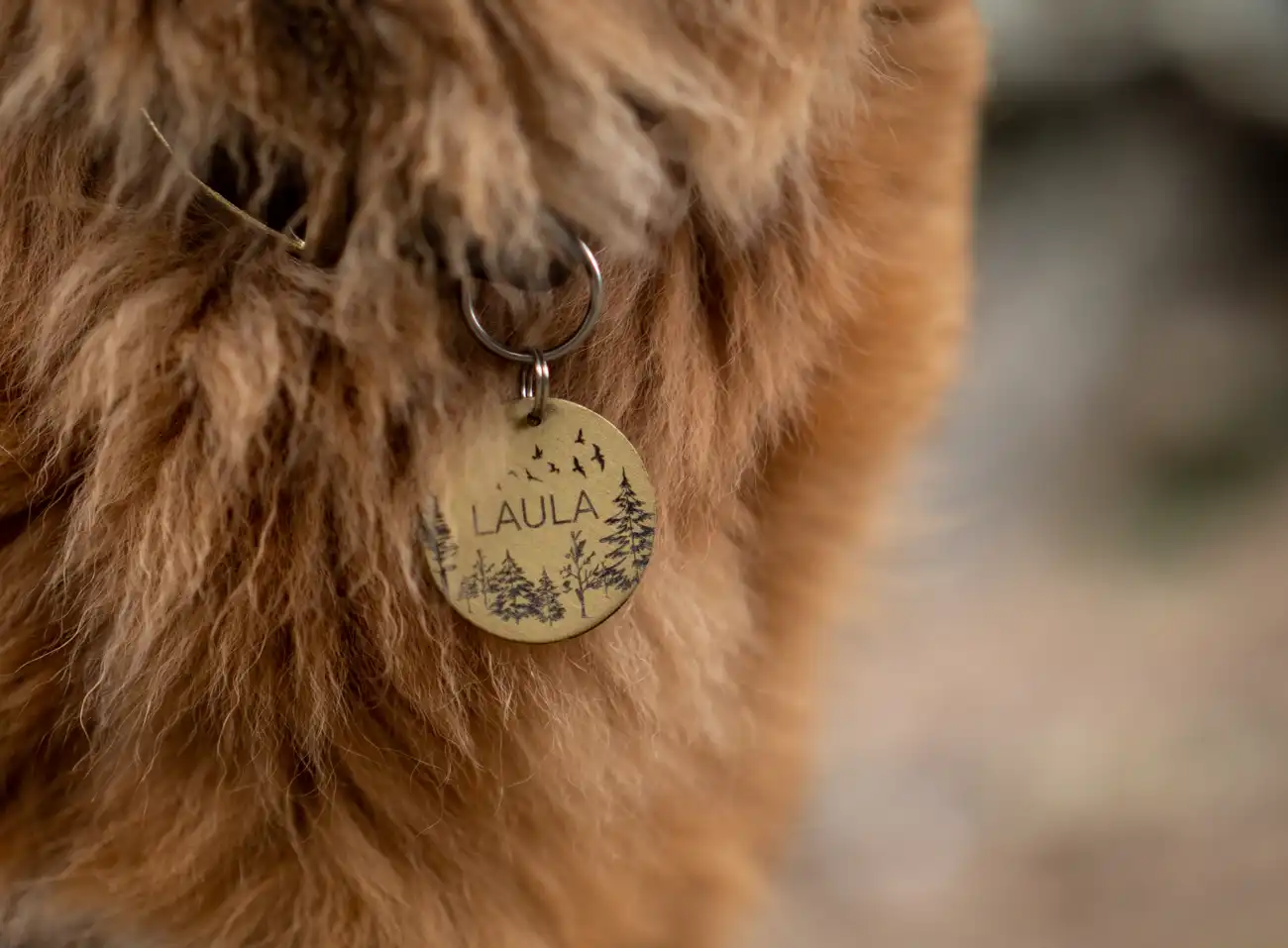 Close-up of an identification tag on a dog's collar